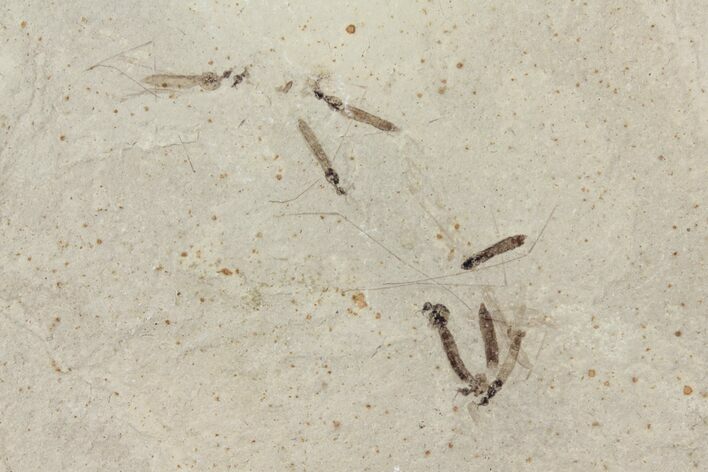 Fossil Crane Flies - Green River Formation #94991